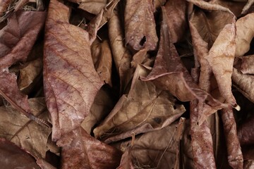 Beautiful of brown dried leaves nature background or texture