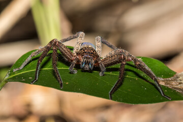 Huntsman Spider resting on green leaf