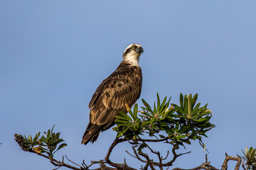 Osprey perched on Banksia Tree
