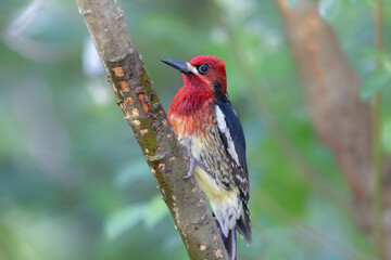Red breasted sapsucker