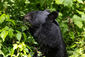 black bear eating berries