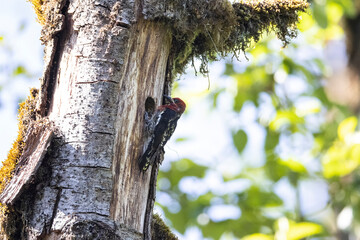 Red breasted sapsucker