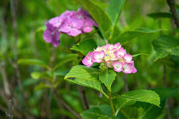 pink flowers