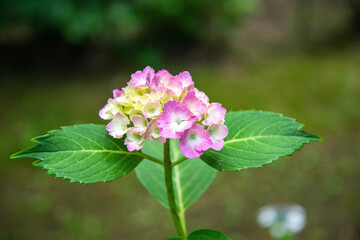 pink and white flowers