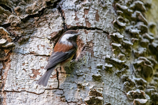 Chestnut Backed Chickadee