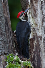 pileated woodpecker bird