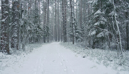 Beautiful snowy forest. Forest in winter.