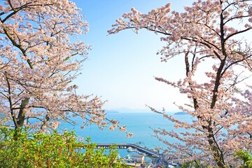 美しい満開の桜と瀬戸内海の展望