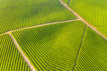 beautiful tea plantation in spring