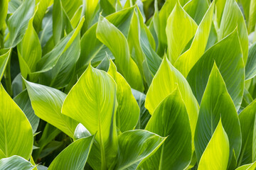 bright green leaves background