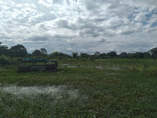 combine harvester working in the field