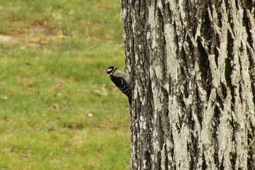 Hairy Woodpecker
