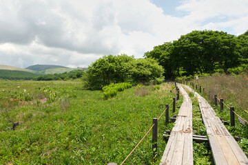 Fototapeta premium 夏の霧ケ峰湿原 七島八島 八島湿原 信州ビーナスライン