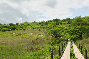 夏の霧ケ峰湿原　七島八島　八島湿原　信州ビーナスライン