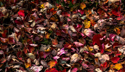 autumn leaves background