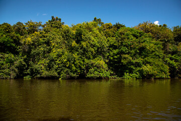 Mata verde com rio na Amazônia.