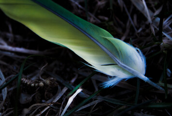 Monk Parakeet Feather