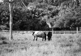 Two horses grazing in pasture in black and white photography