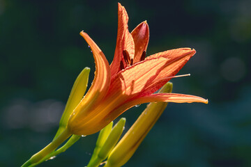 Closeup Of Orange Day Lily with dew drops