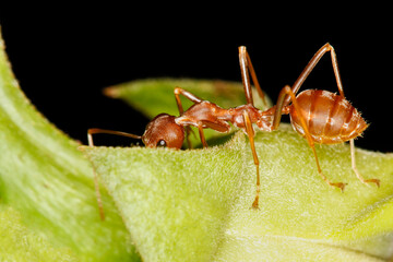 Close up red ant is stay on fresh stick tree. The red ant is work group bug animal