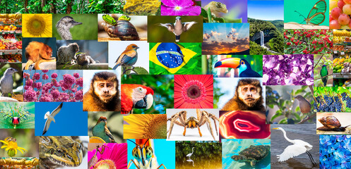 Mosaico com fotos tropicais do Brasil.
