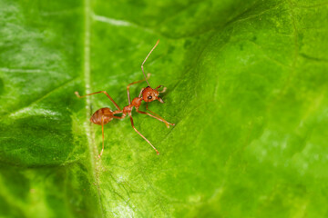 Close up red ant is stay on fresh stick tree. The red ant is work group bug animal