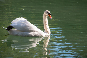 Fototapeta premium A graceful white swan swimming on a lake with dark green water. The white swan is reflected in the water