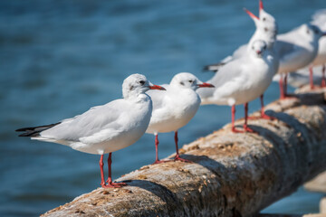 Row of seagulls sits on a old sea pier. Gulls rest on the breakwater. The European herring gull,