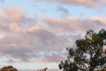 pink clouds in the sky framed by trees