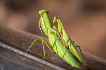 Mating of a pair of praying mantises. Close up of pair of European mantis or Praying mantis copulating in nature.