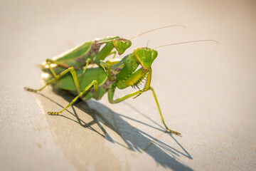 Mating of a pair of praying mantises. Close up of pair of European mantis or Praying mantis copulating in nature.