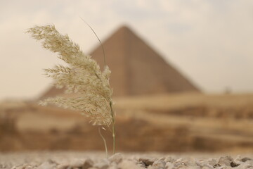 single wheat plant standing alone in the sand, in front of the great pyramid of Giza  