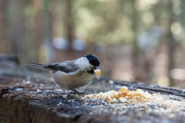 A chickadee sitting on a wooden log and eating breadcrumbs in winter