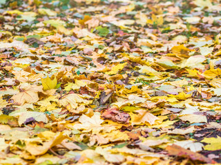 Orange and yellow fallen maple leaves in the sunlight.