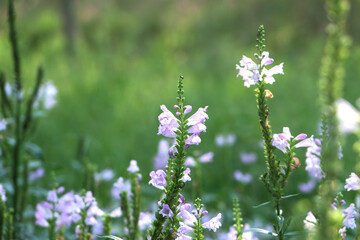 False faucet flower plant growing in the wild