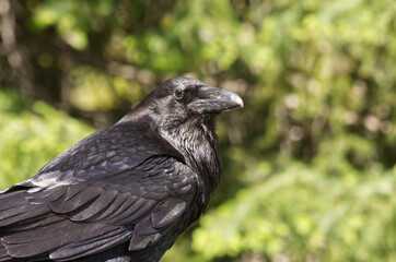Close up of a Curious Raven