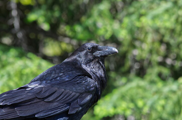 Close up of a Curious Raven