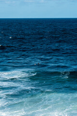 Fototapeta premium lone surfer in the ocean catching waves