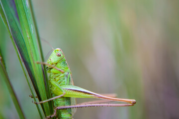 The green grasshopper in the grass in the forest summer in sunlight. Beautiful views of the grasshopper