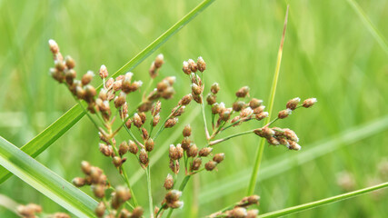 Enlarged view of Fimbristylis littoralis on a blurred green background.