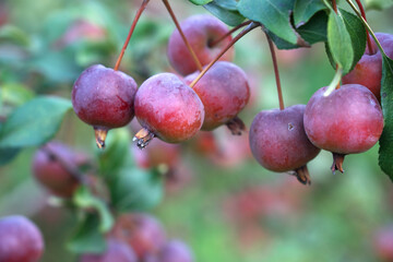 Autumn wild sand fruit hangs all over the branches