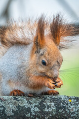 The squirrel with nut sits on a branches in the spring or summer.