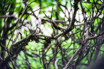 Dry tree branches as background. Center focus. Swirling bokeh.