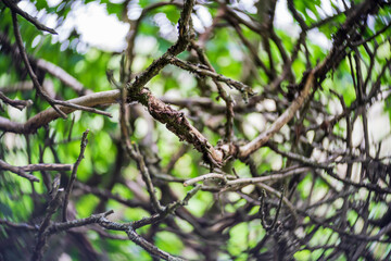 Dry tree branches as background. Center focus. Swirling bokeh.