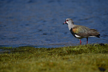 Tero Bird