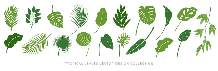 Tropical leaves vector set. Palm leaf, coconut leaf, banana leaves, monstera, fern, Botanical and Jungle leaves design for nature background, Eco and summer banner, wallpaper, pattern and prints. © TWINS DESIGN STUDIO