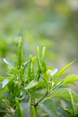An important taste ingredient, Chaotian pepper is growing