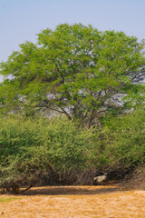 Obraz premium Arabian oryx or white oryx