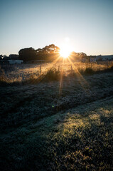 Morning sunlight on the grass