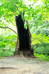 Tree stump in the woods. Rotting tree stump in the forest. Starved Rock Illinois